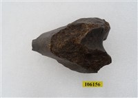 藏品(老虎左股骨下端)的圖片